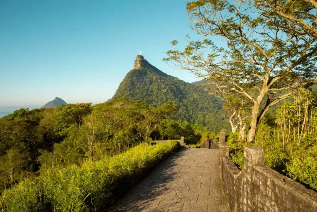 Floresta da Tijuca
