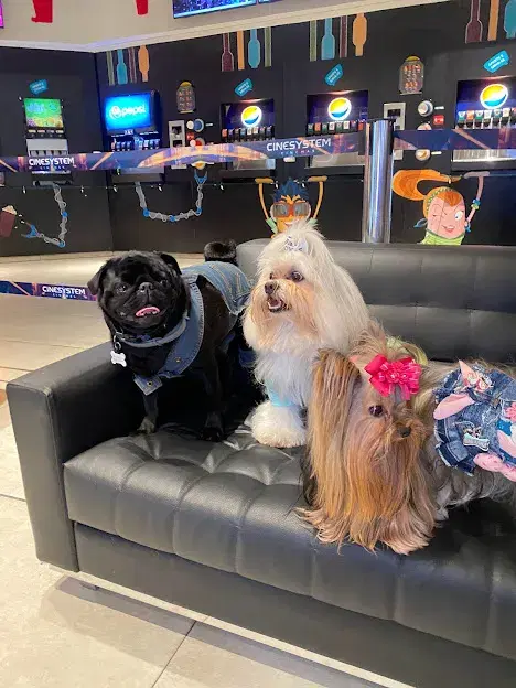 Cinema Pet Friendly