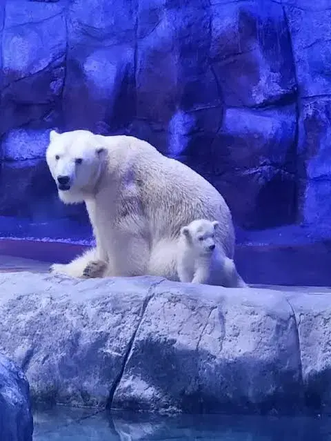 Nur no Aquário de SP 🐻❄️